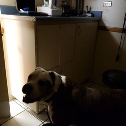 Veterinary Ophthalmology Service