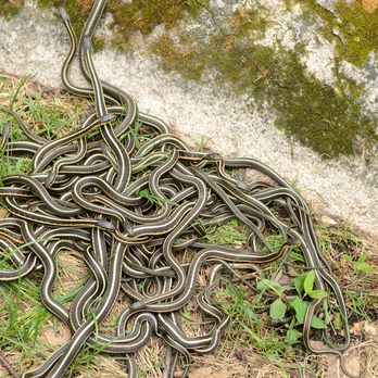 Wildlife, Inc. - Snake removal - Wildlife Control Near Me - Denver, Colorado Wildlife, Inc. - Snake removal - Wildlife Control Near Me - Denver, Colorado