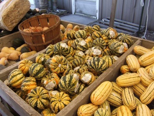 Curtis Orchard & Pumpkin Patch by null