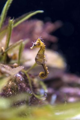 AQWA The Aquarium Of Western Australia by null