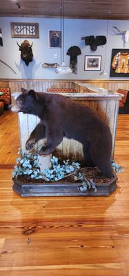 Austin's Cattle Company by null