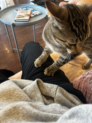 Cat Tales Cat Cafe by null