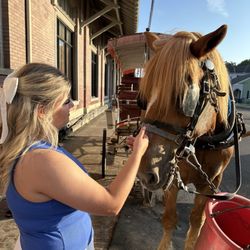 Southern Carriage Tours