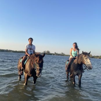 Florida Beach Horses - Beaches Near Me - Bradenton, Florida
