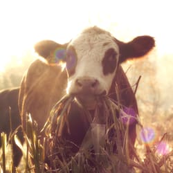 Seven Sons Farms - At Seven Sons we sell 100% grass-fed beef.