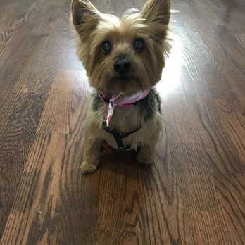 BYOP - Pet Groomers Near Me - Staten Island, New York BYOP - Pet Groomers Near Me - Staten Island, New York