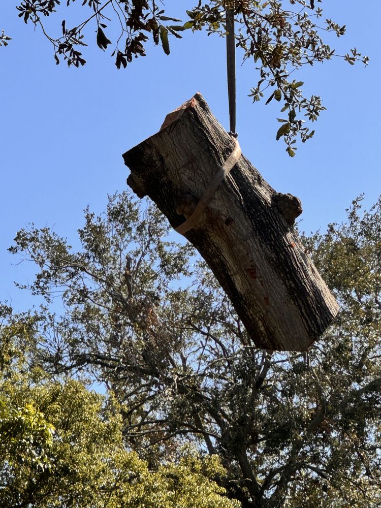 Arbor Wise Professional Tree Care - tree service in Saint Petersburg, FL