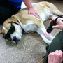 Photo of Four Paws Animal Clinic