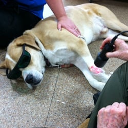 Four Paws Animal Clinic - Ben getting cold laser therapy!