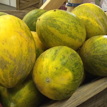 Lattin Farms - Melon Lambkin - Fruits & Veggies Near Me - Fallon, Nevada Lattin Farms - Melon Lambkin - Fruits & Veggies Near Me - Fallon, Nevada
