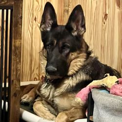 KD's K9 Obedience & Boarding - Demi relaxing in the living room.  She doesn't even know she's learning how to be the goodest girl! Staying on place & being PAWSOME!