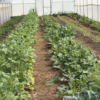 Bloom Ranch Of Acton - Green houses - Farms Near Me - Acton, California