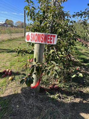 Hank's Pumpkintown by null