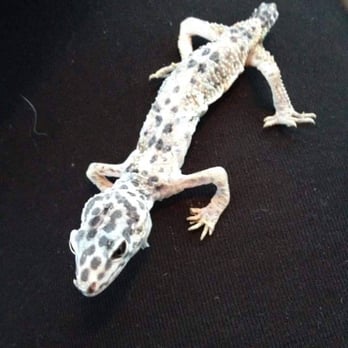Pet World - Pet Stores Near Me - Hampton, Virginia Pet World - Pet Stores Near Me - Hampton, Virginia