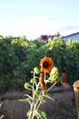 Weisinger Family Winery by null