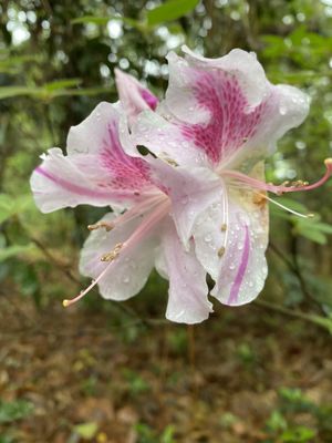 Magnolia Plantation and Gardens by null