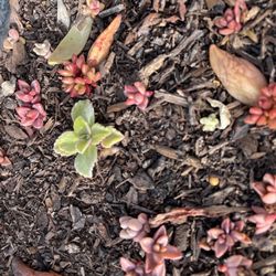 Cherry Lane Nursery - Home Propagation efforts are helped by Nursery advice. Thanks! Succulent leaves, cuttings, & pups.