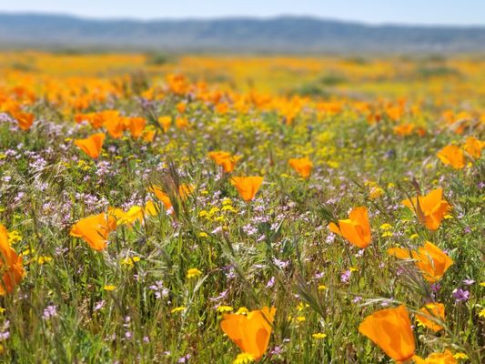 Antelope Valley California Poppy Reserve by null