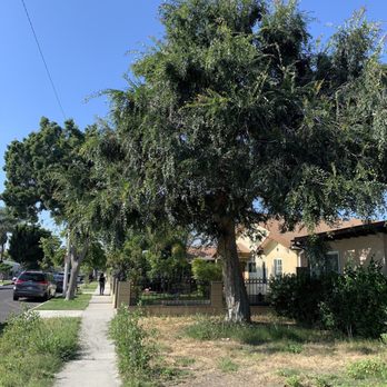 Octavio's Tree Service - Before - Tree Services Near Me Octavio's Tree Service - Before - Tree Services Near Me