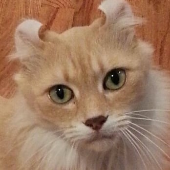 Inner Loop Pet Sitting - I'm all ears when I know my special friend from Inner Loop Pet Sitting is coming to see me. 713-299-3182 - Dog Walkers Near Me Inner Loop Pet Sitting - I'm all ears when I know my special friend from Inner Loop Pet Sitting is coming to see me. 713-299-3182 - Dog Walkers Near Me