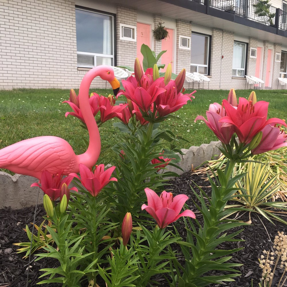 The June Motel - Hotels Near Me - Prince Edward, Ontario