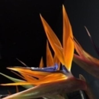 Vanderfleet Flowers - Photo - Florists Near Me - Etobicoke, Ontario