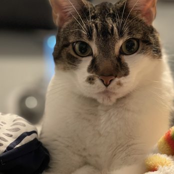 TENDER LOVING CARE ANIMAL HOSPITAL - Updated January 2025 - 91 