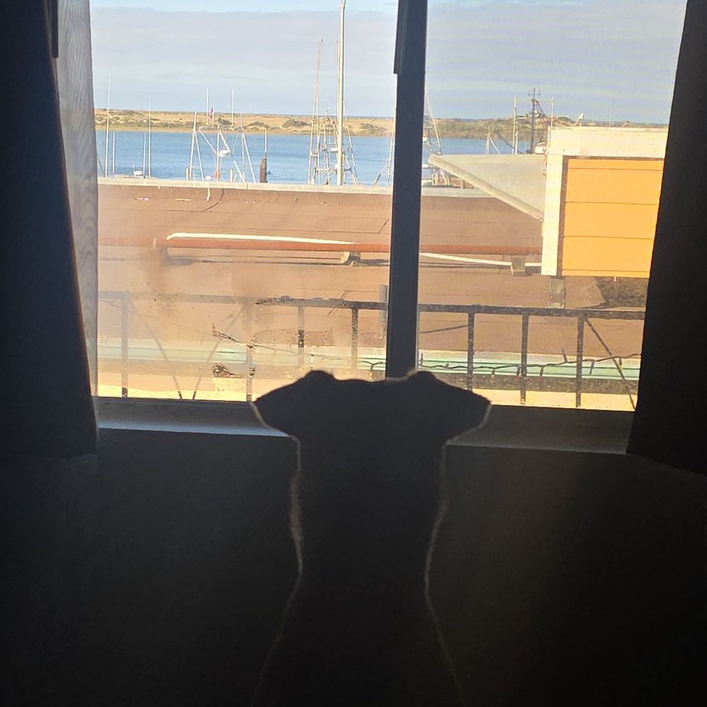 My pup enjoying the view My pup enjoying the view