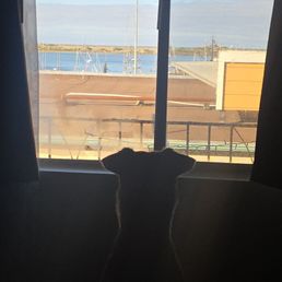 My pup enjoying the view My pup enjoying the view