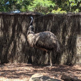 Taronga Zoo - Emu - Zoos Near Me - Mosman, NSW