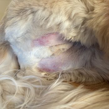 Keepet Groomed - Buttocks area - Pet Groomers Near Me - San Diego, California