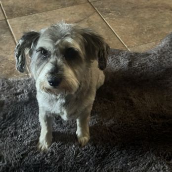 Furr Paradise Hemet - Mia after her hair cut - Pet Groomers Near Me - Hemet, California