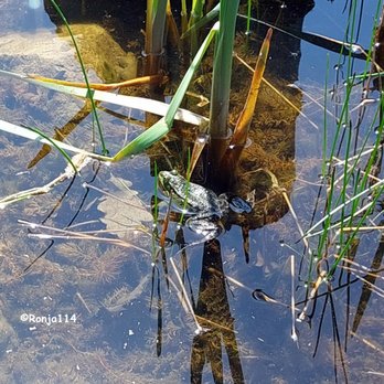 Park Der Sinne - For Michael Z. ... :))) ... including frog concert - Parks Near Me - Laatzen, NI