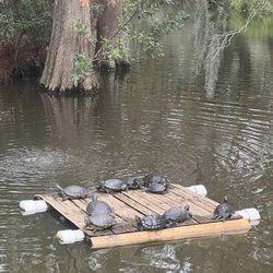 George C McGough Nature Park - Turtle relaxation party