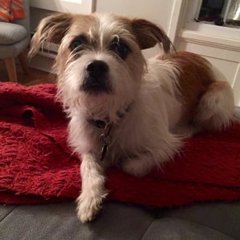 Capitol Pet Services - Meet Henry. He is a Jack Russell and ShihTzu mix. So much energy and very sweet. He loves to play with our dog, Mike Wazowski. - Dog Walkers Near Me - Seattle, Washington