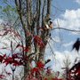 Photo of Maplecrest Tree Service