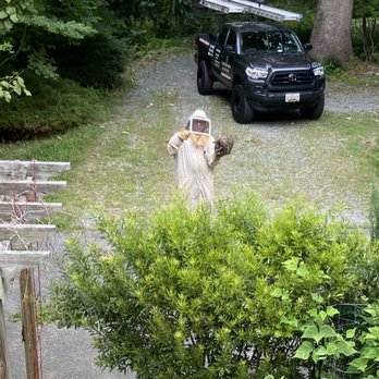 Bc Exterminating Services - B.C. Exterminating Services  removing a hornets nest in Potomac, MD! Thank you! - Pest Control Near Me