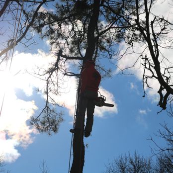 At The Top Tree Service - Tree Services Near Me At The Top Tree Service - Tree Services Near Me
