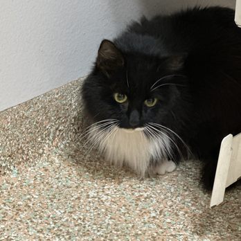 Saddleback Animal Hospital - Veterinarians Near Me - Tustin, California Saddleback Animal Hospital - Veterinarians Near Me - Tustin, California