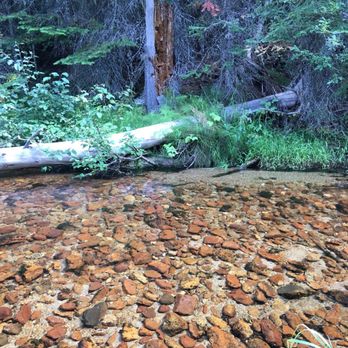 Lolo Pass Vistor Center - Clear mountain stream with perfect ferns in front of many varieties - Hiking Near Me - Lolo, Montana Lolo Pass Vistor Center - Clear mountain stream with perfect ferns in front of many varieties - Hiking Near Me - Lolo, Montana