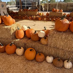 Brian & Kelly's Pumpkins, Trees & Farmer's Market