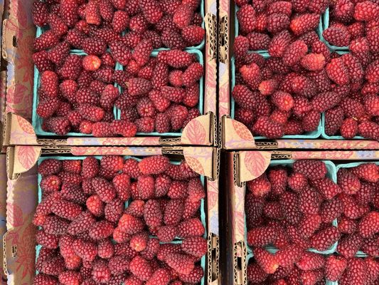 Queen Anne Farmers Market by null