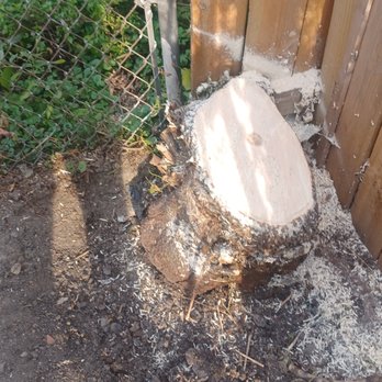 County Tree Service - After I removed the gate, the workers returned and left the stump (about 24 inches). Looks like I will be hiring a stump removal company. - Tree Services Near Me - Stickney, Illinois County Tree Service - After I removed the gate, the workers returned and left the stump (about 24 inches). Looks like I will be hiring a stump removal company. - Tree Services Near Me - Stickney, Illinois
