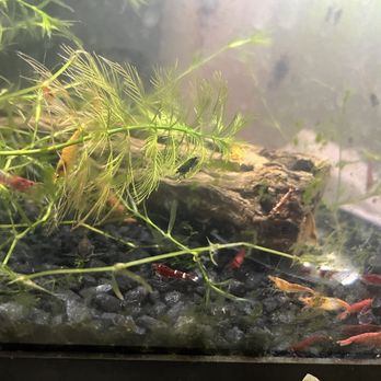 SF Aquatic - All their shrimps have healthy vibrant colors! - Aquariums Near Me - Walnut Creek, California