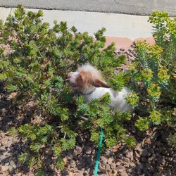 Scaredy Dog Dog Training And Pet Sitting - CB loving life outside