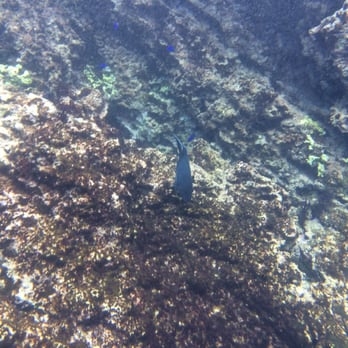Las Marietas Hidden Beach - Sea life! - Beaches Near Me