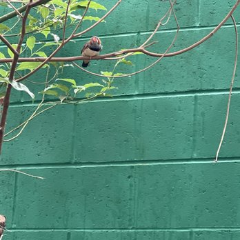 The Butterfly Place - Zebra Finch - Botanical Gardens Near Me - Westford, Massachusetts