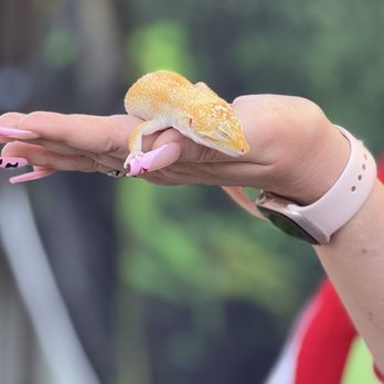 Kids Reptile Parties - Party & Event Planning Near Me Kids Reptile Parties - Party & Event Planning Near Me