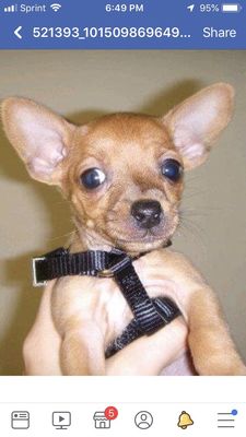 Angel Animal Hospital 15250 Eureka Rd Southgate Mi Veterinarians Mapquest