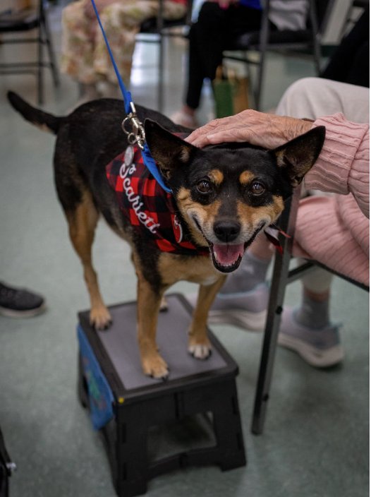 Alliance of Therapy Dogs - social services organization in Cheyenne, WY